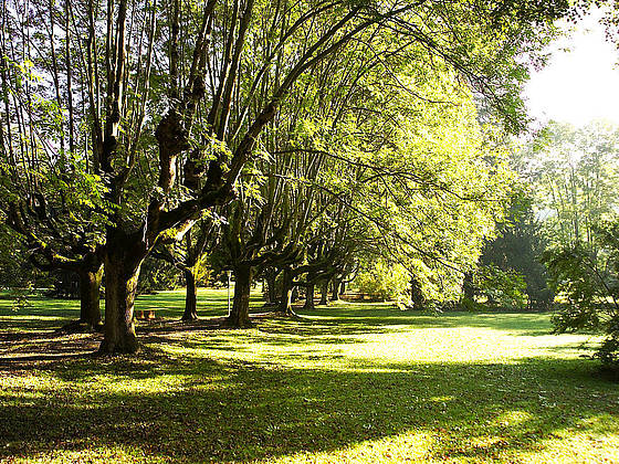 Curpark grün mit Bäumen in Bad Gleichenberg
