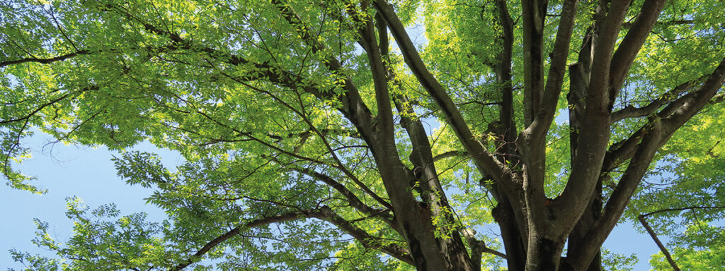 Die Japanische-Zelkove